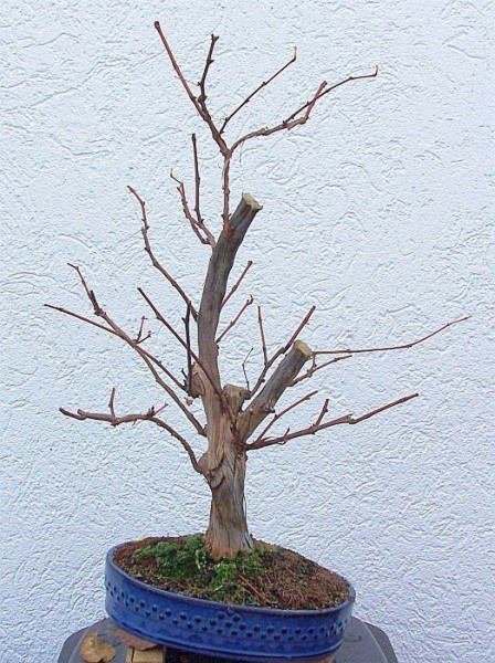 09 Nov. Rebe.jpg