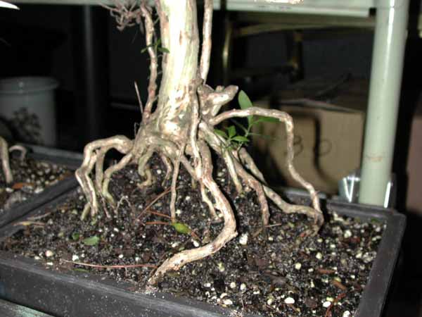 Serissa.s.jpg
