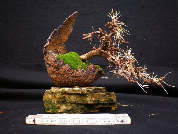new_0006 Larix Sh mm.jpg