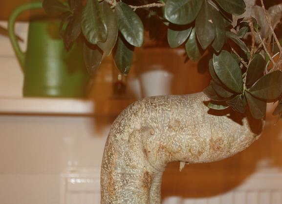 ficus 2.jpg