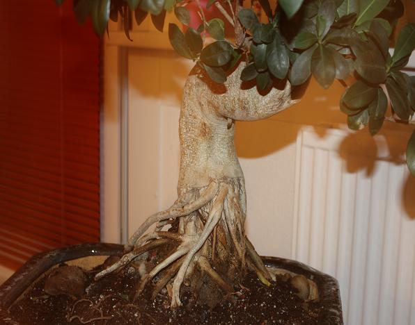ficus 3.jpg
