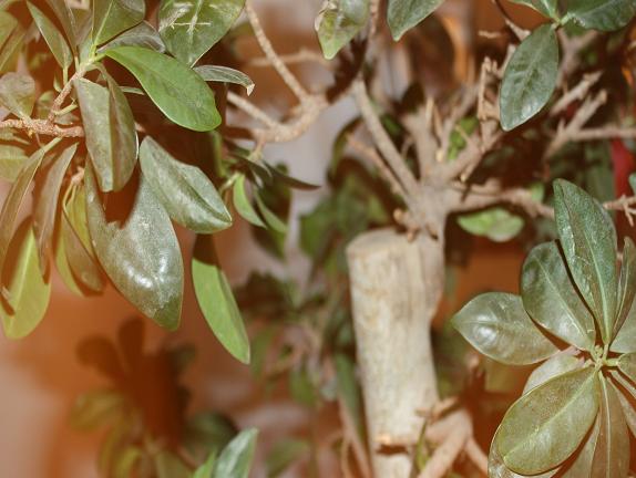 ficus 4.jpg