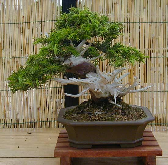 Juniperus rigida = Igelwacholder - Shohin