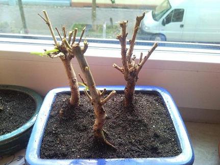 Punica Granatum Anfang