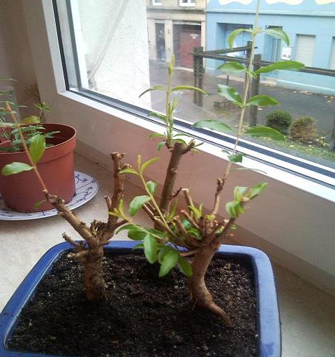 Punica Granatum nach 1 mon.<br />Punica Granatum nach 1 mon.