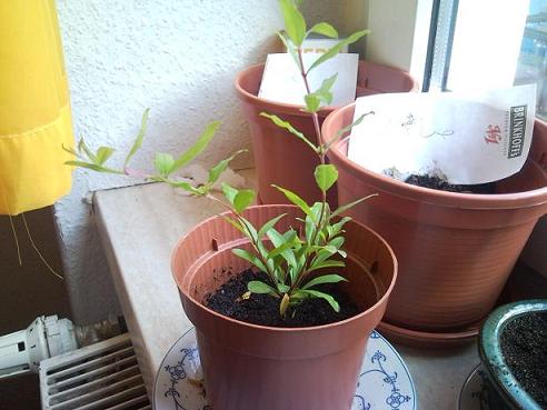 Punica Granatum Jung