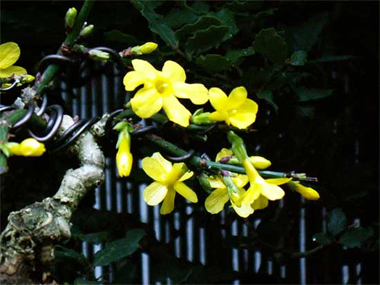 Speziell für Heike! Der "fehlen" Jasminblühten wie sie mir sagte ;-)