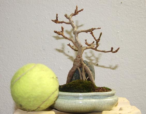 Größenvergleich Tennisball <-> Bonsai