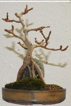 Schale von Tony Remington