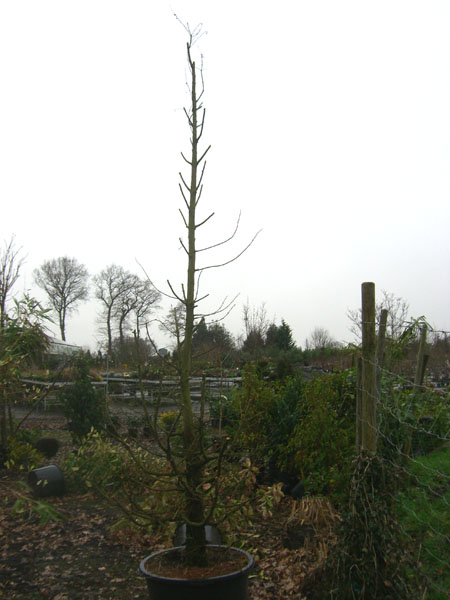 urweltmammutbaum_Metasequoia glyptostroboides_2_20091205_vorher_komplett_klein.jpg