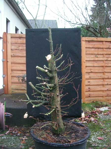 urweltmammutbaum_Metasequoia glyptostroboides_2_20091205_nachher_links1_klein.jpg