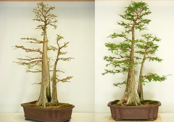 swamp cypress2.JPG