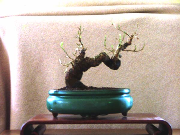 dscf0391bb.jpg