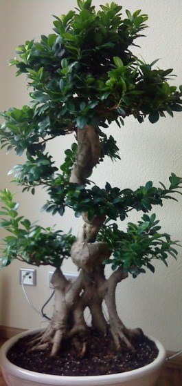 Bonsai XXL