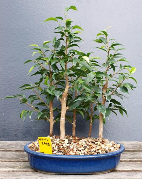 ficus benjamini group301  29-6-2009.JPG