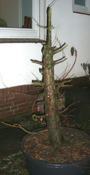 urweltmammutbaum_Metasequoia glyptostroboides_2_20091206_nachher_vorne_klein.jpg