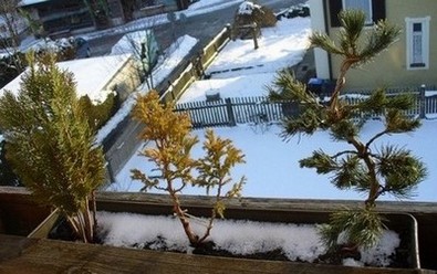 Balkonbonsai-1.jpg