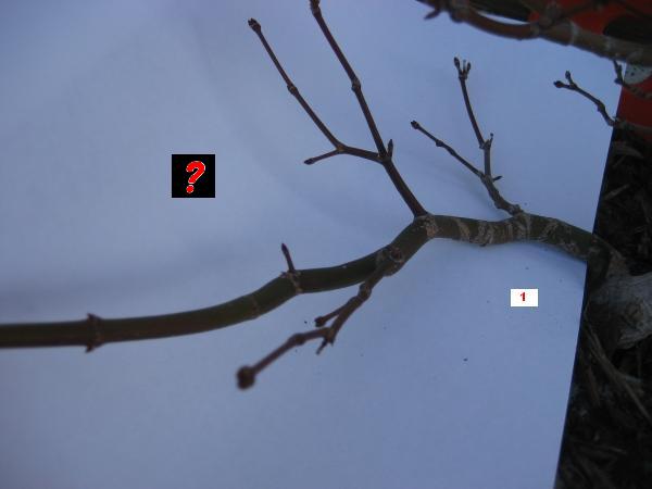 Ast Nr. 1