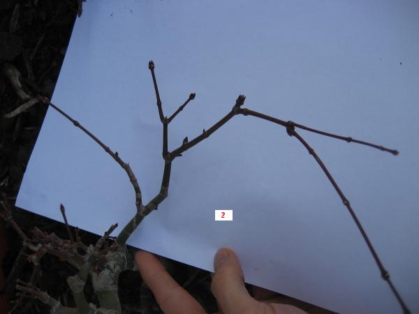 Ast Nr. 2