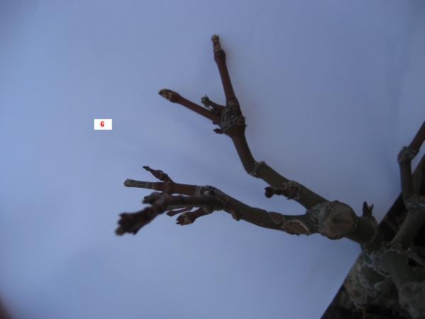 Ast Nr. 6