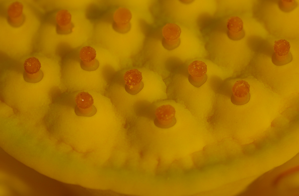 Was ist das ??