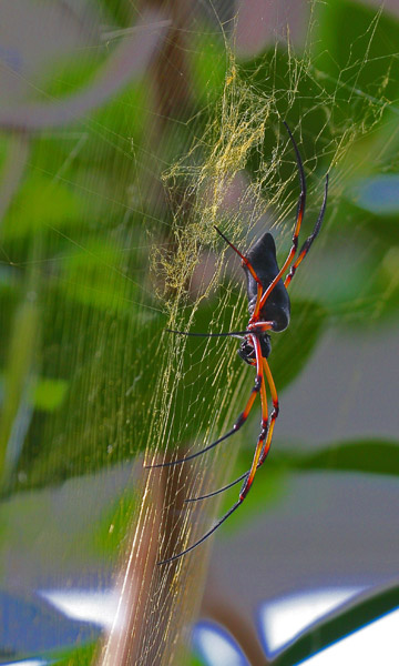 Spinne.jpg