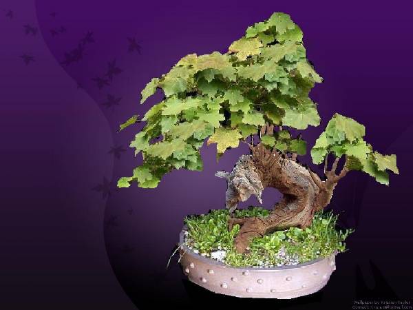 yamadori acer2.JPG