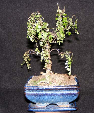 DSCF2274.JPG
