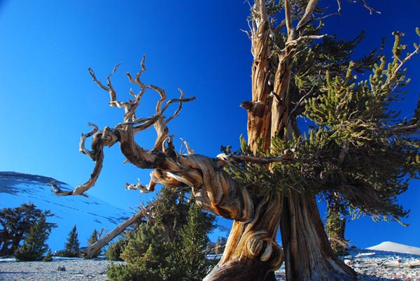 Pinus longaeva im "Ancient Bristlecone Pine Forest"