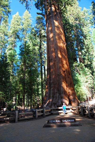 Sequoiadendron giganteum "General Sherman" im Sequoia Nationalpark
