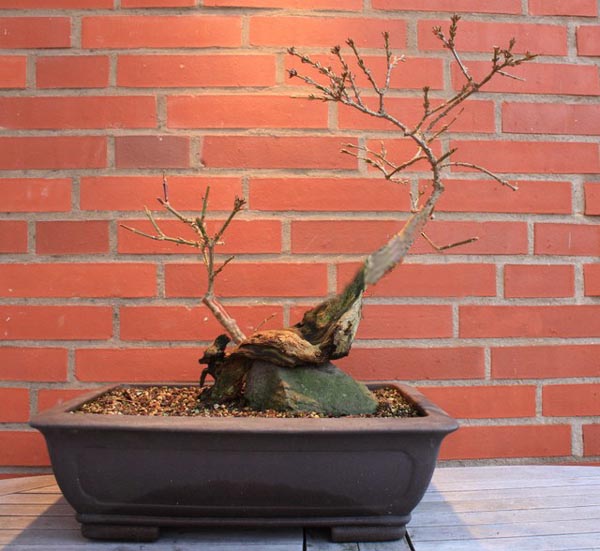 forsythieiivorn a Kopie.jpg