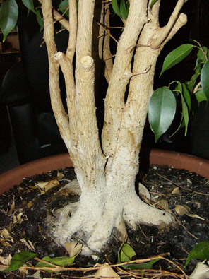 Ficus (3).JPG