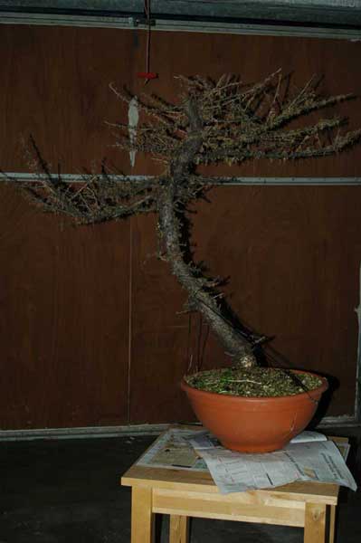 lärchen-1.jpg