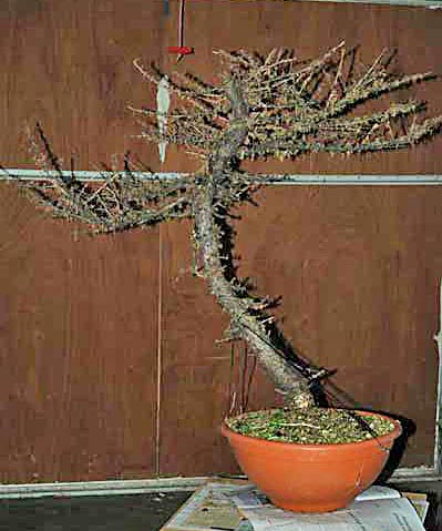 laerchen-1.jpg