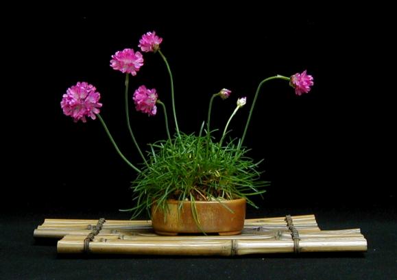 2003_05_31_sea_thrift_smaller.jpg