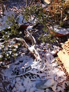 mugo Winter.jpg
