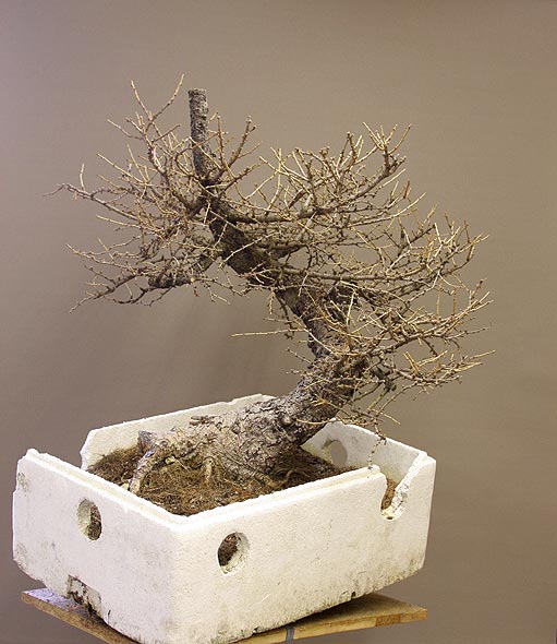 Larix_S_01.jpg