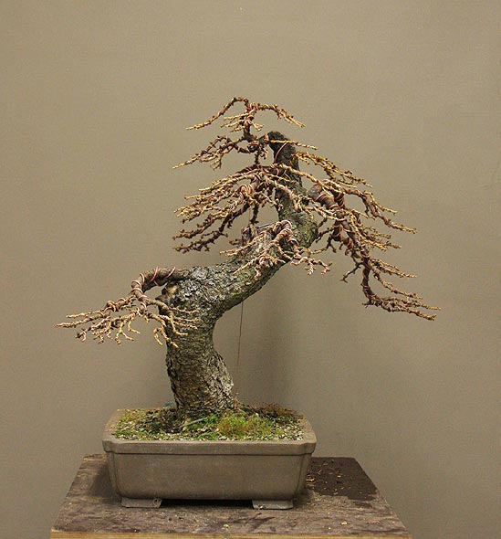 Larix_S_03.jpg