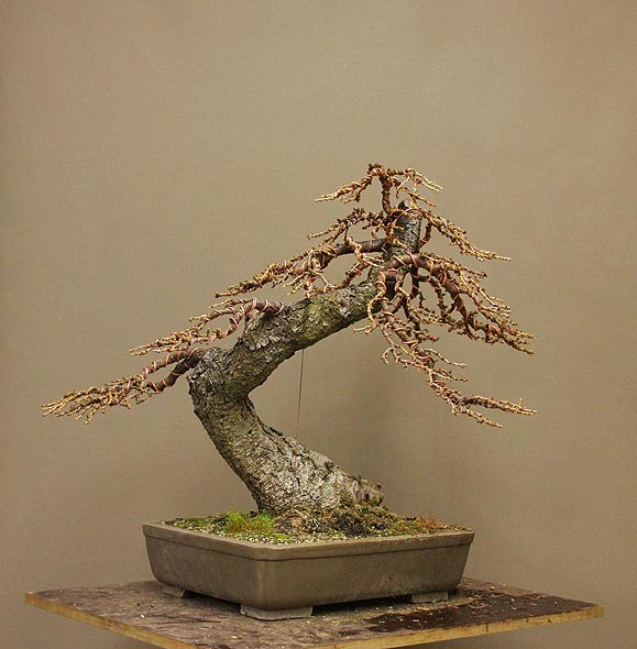 Larix_S_a4.jpg