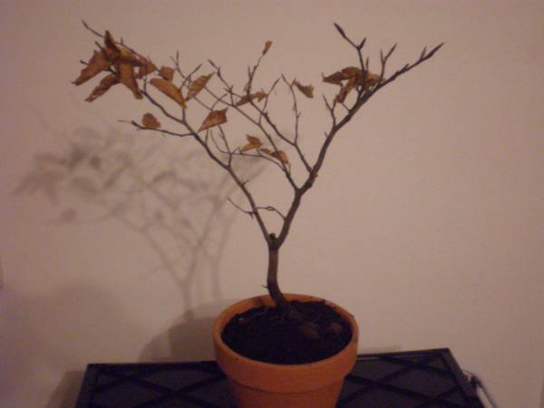 P1090061_600x450.JPG