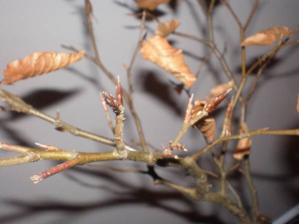 P1090064_600x450.JPG
