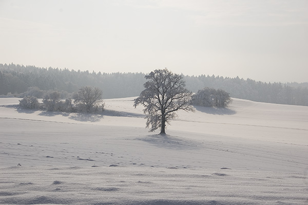 DSC_8872ofv.jpg