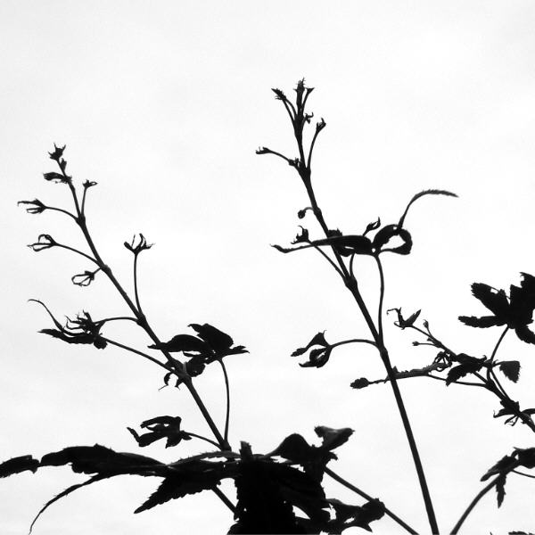A. palmatum atropurpureum