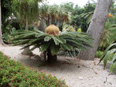 palme.JPG