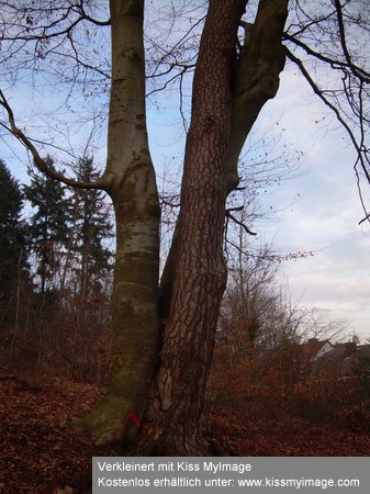 DSCN1729_klein.jpg