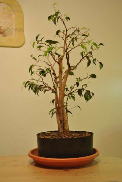 vorderseite