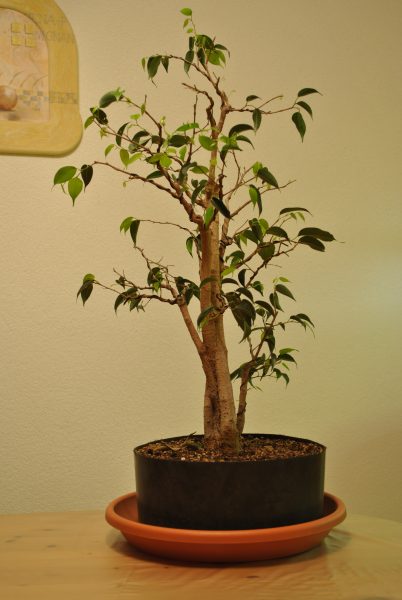 Ficus rechts.jpg