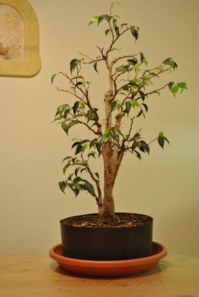Ficus links.jpg
