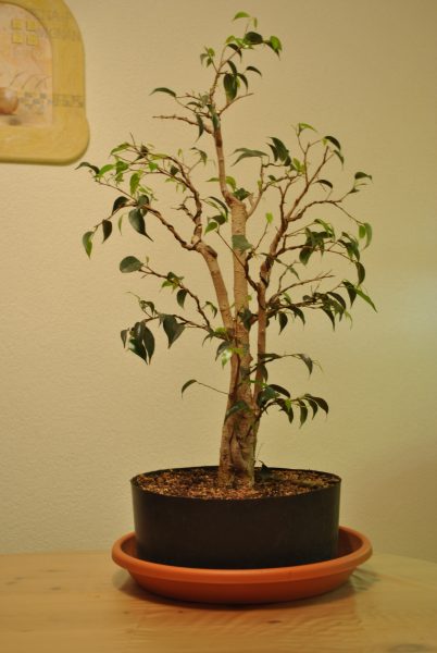 Ficus hinten.jpg