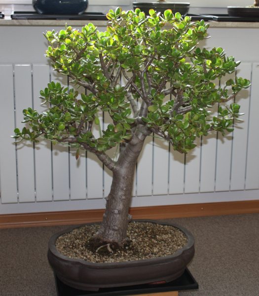 Crassula ovata II BFF.jpg